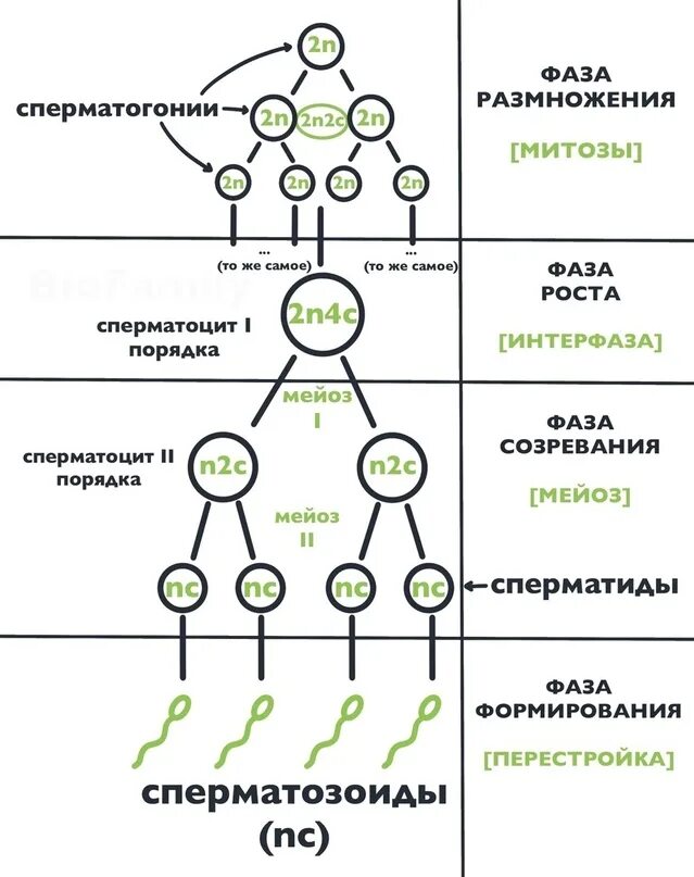 Фазы гаметогенеза процессы. Овогенез схема. оогенез егэ биология. гаметогенез схема. фаза созревания гаметогенеза.