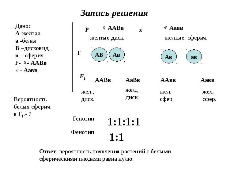 F1 моногибридного скрещивания. Скрестили 2 растения. 3 закон менделя фенотип. Второй закон менделя закон расщепления. Моногибридное скрещивание гибридов второго поколения.