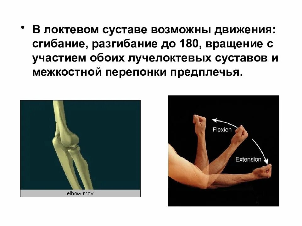 Разгибание в локтевом суставе происходит. Движения в локтевом суставе. в локтевом суставе возможно движение. локтевой сустав движение в суставе. сгибание в локтевом суставе.