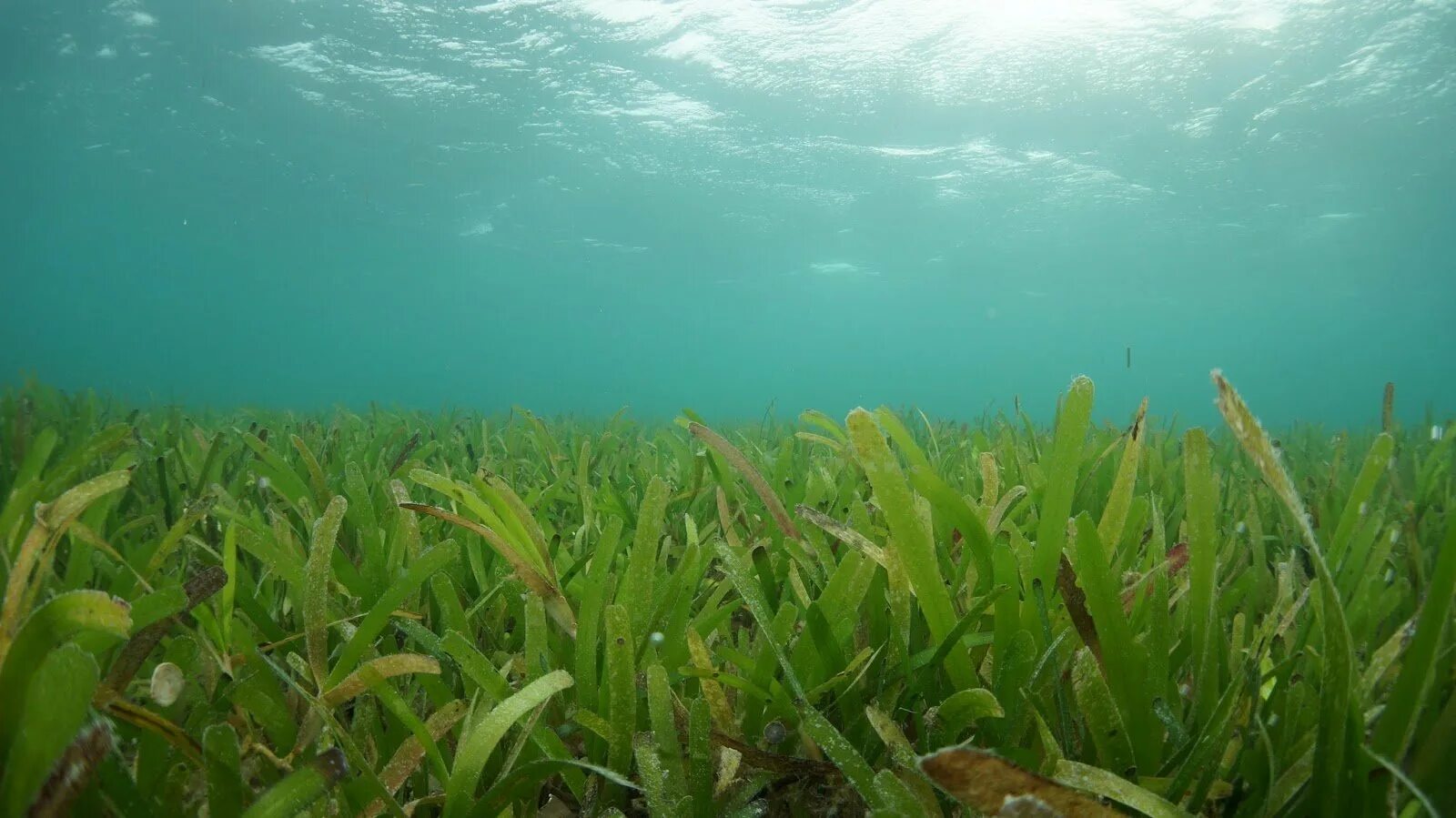 Морская трава. Водоросли в море. Водоросли фон. Подводные заросли. Фукус водная или наземно воздушная