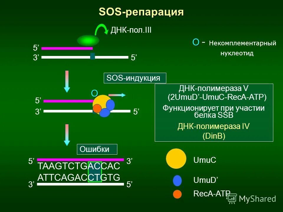 SOS репарация. Сос репарация ДНК. ДНК полимераза репарация. Системы репарации ДНК У бактерий.