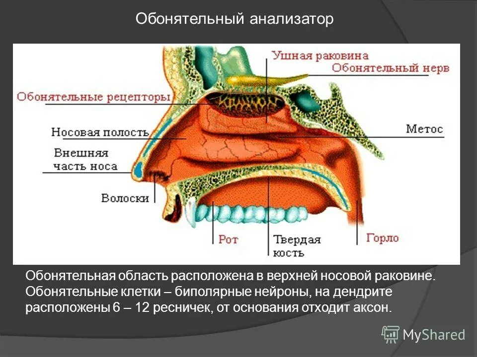 Обонятельный анализатор 8 класс. Обонятельный анализатор анатомия нервы. Рецепторы обонятельного анализатора. Обонятельный анализатор 8 класс биология. Строение обонятельного рецептора.