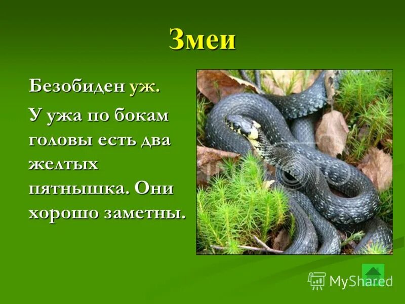 Отличие ядовитых змей от неядовитых. Ядовитые и неядовитые змеи. Неядовитая змея 2 буквы. Гадюка обыкновенная яд. Не ядовитые змеи.