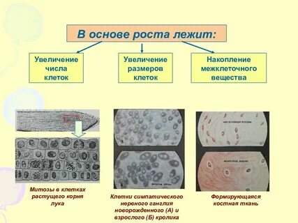 Рост клетки какая ткань