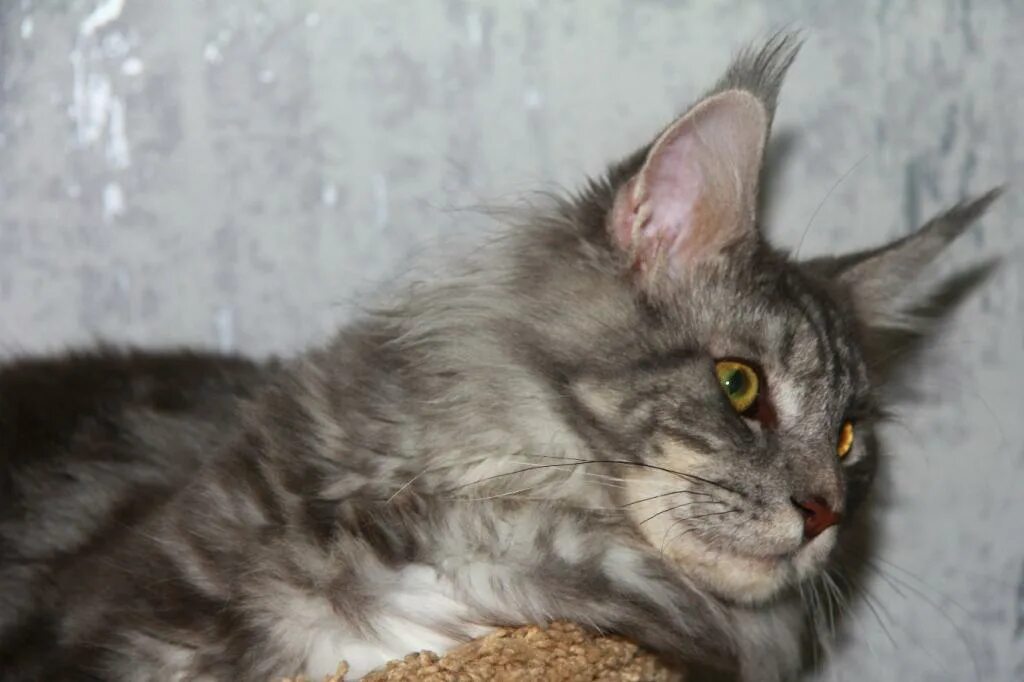 Мейн кун и обычная кошка. Тула кун. Кошки мейн кун в туле. Авито башкортостан котята мейн куны. Питомник melanit мейн кун.