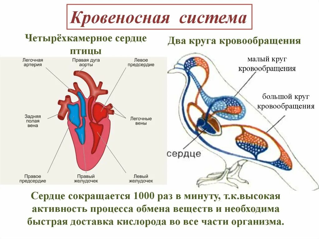 Кровеносная система птиц 7 класс. Кровеносная система птиц 7 класс биология. Строение кровеносной системы птиц. Кровеносная система птиц схема. Органы кровообращения у птиц