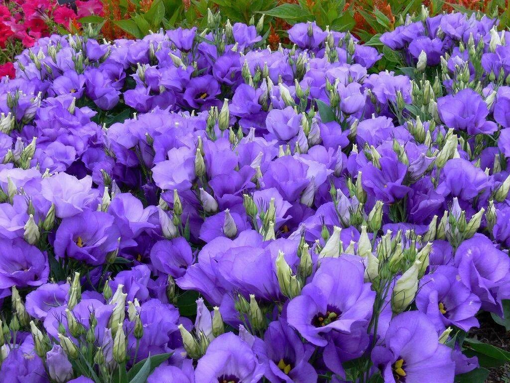 Эустома (lisianthus). Эустома грандифлорум. Эустома садовая. Эустома рассела. Лизиантус рассела.