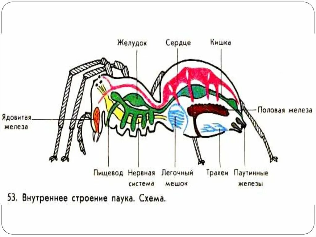 Паук схема 1 класс. Внутреннее строение паука крестовика. пищеварительная система паука схема. класс паукообразные строение паука. внутреннее строение паука 7 класс.