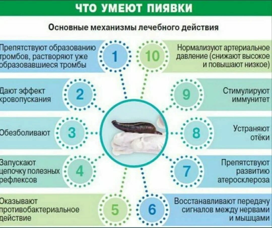 Гирудотерапия применение. Механизм действия пиявок медицинских. Механизм лечебного действия пиявки. Гирудотерапия показания и противопоказания. Лечебный эффект гирудотерапии.