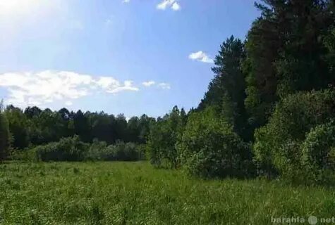 Участок земля в лесу