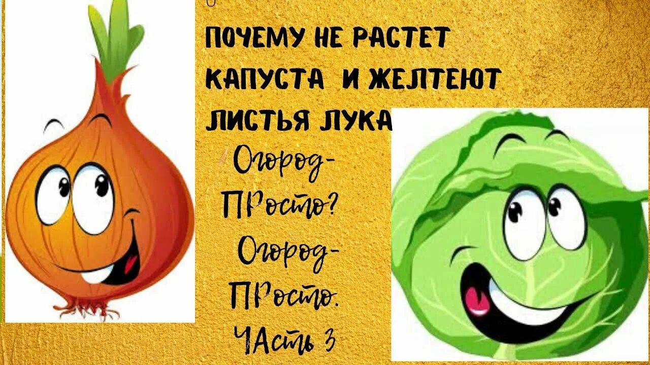 Если б вы знали какую я вырастил капусту. Загадка про капусту для дошкольников. Пусто выросла капуста а в капусте. Загадки про овощи капуста. Пусто выросла капуста а в капусте.
