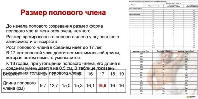 таблица размеров половых органов