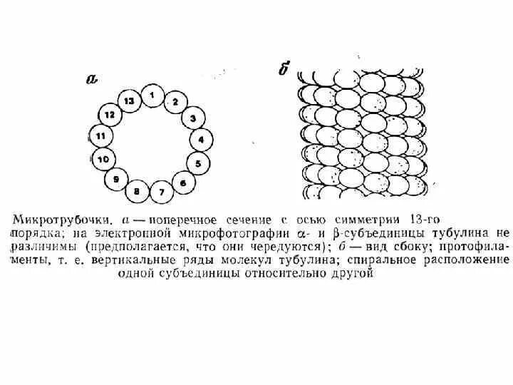 Процесс формирования микротрубочек. Процесс формирования микротрубочек