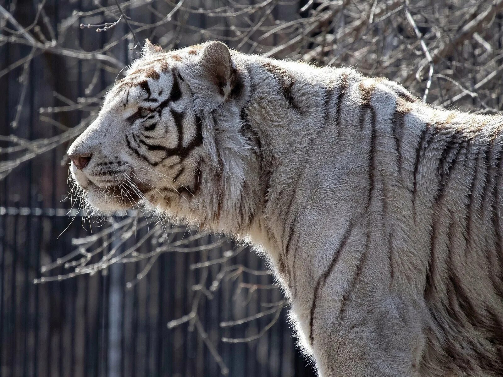 Бенгальский тигр. Белый тигр и бенгальский тигр. Белый бенгальский тигр. Белые тигры Новосибирск. Бенгальский тигр подвид тигра