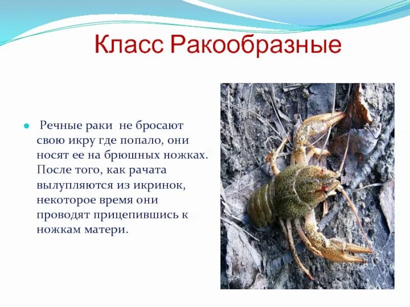 Описание класса ракообразных