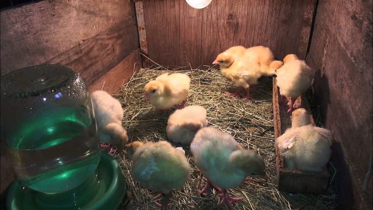 Выгул для индюшат. Когда индюшат выпускают на улицу. Когда индюшат выпускают на улицу. Выгул для индюков. Когда индюшат выпускают на улицу.