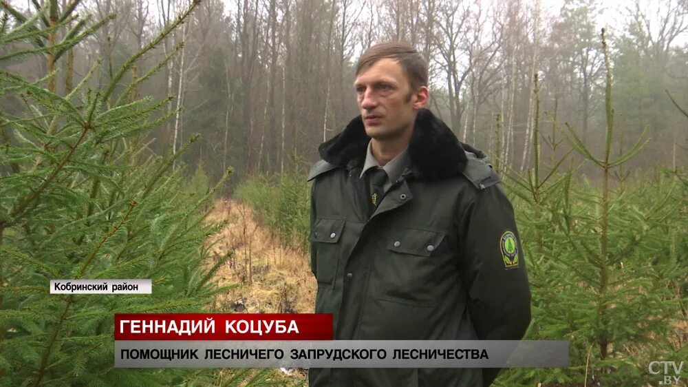 разрешение на елку в лесничестве 2023