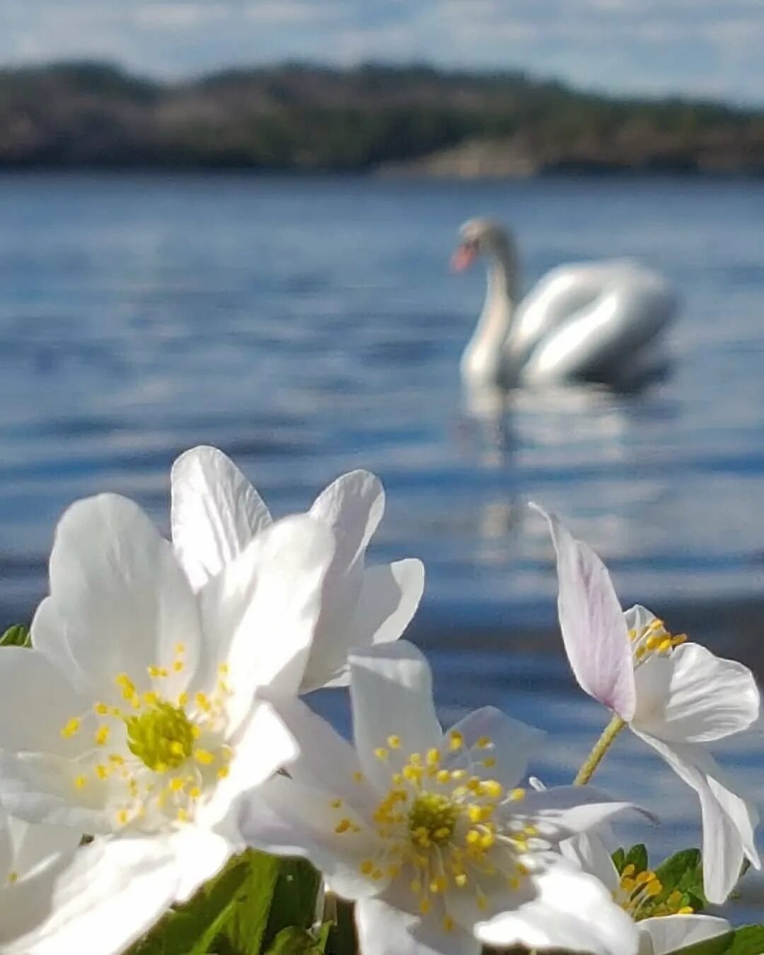 Вода цветы красиво. Весенние цветы. Море цветов. Цветы на воде.