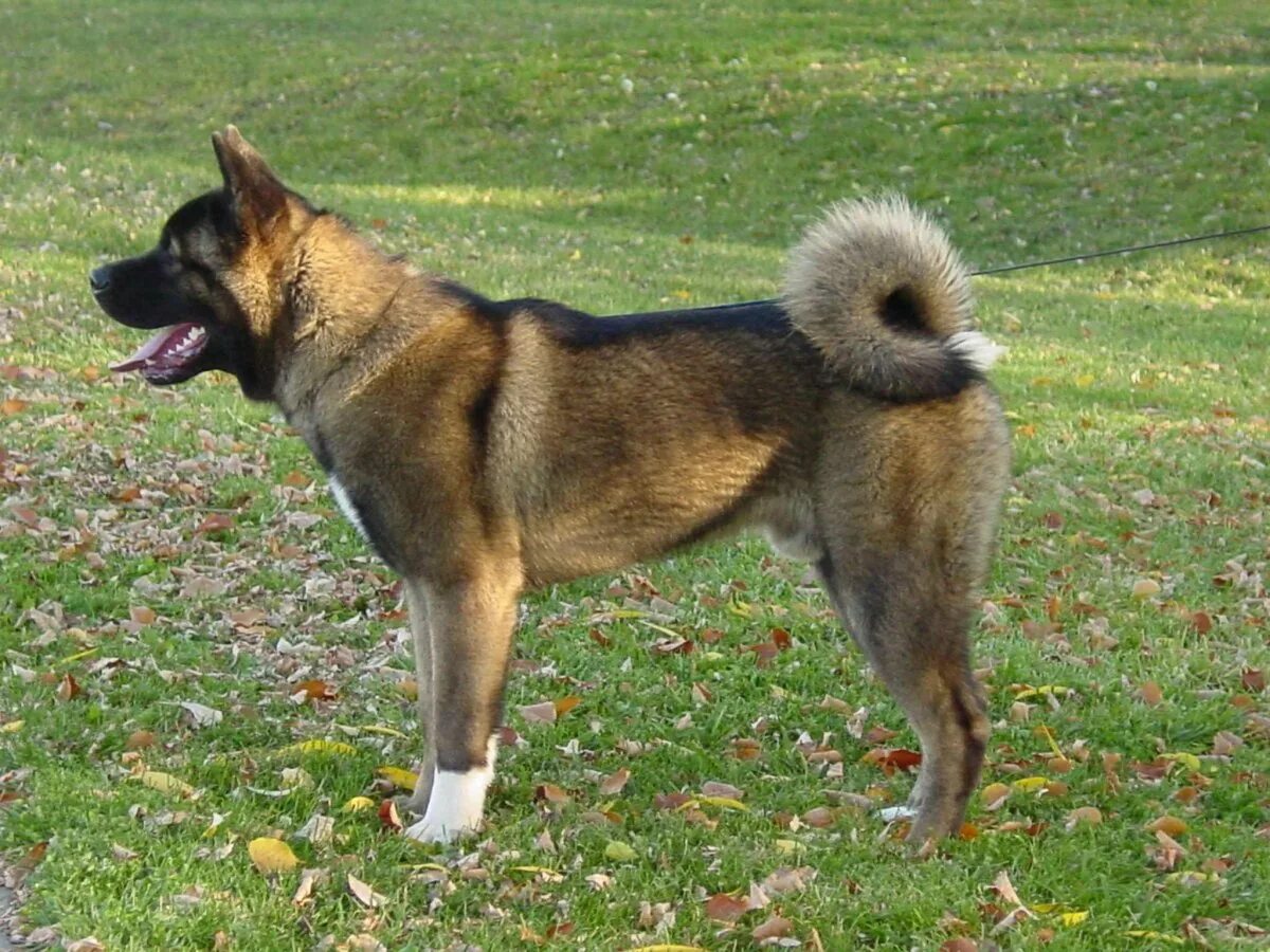 Gallery For > Shiba Inu German Shepherd Mix Shepherd mix puppies, Shepherd pu