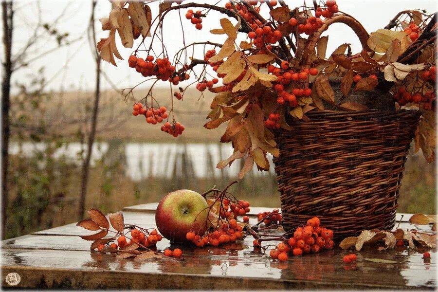 Ноябрьский день картинки. Осеннее настроение ноябрь. Здравствуй осень. Яблоки и рябина осенью. Здравствуй осень октябрь.