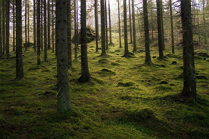 Моховой лес. Leucobryum мох. срмкнктый еловый лес с мшистыи покровом.