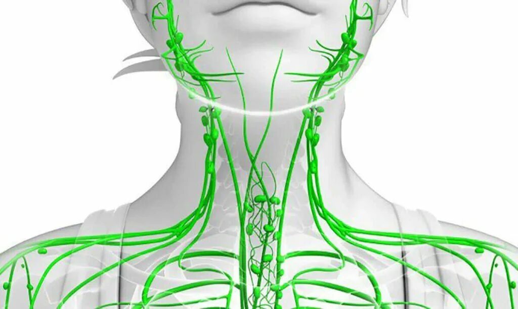 Лимфоузлы стресс. Лимфатическая система лимфоузлы. Что такое лимфа у человека. Лимфатическая система лица анатомия. Лимфоотток от головы и шеи.