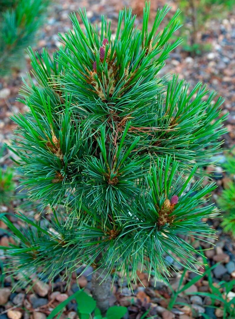 Маленький кедр дерево. Кедровый стланик. Кедр Сибирский сосна Сибирская Pinus sibirica. Сосна́ Сиби́рская Кедро́вая (Pínus sibírica). Сибирский кедр (Pinus sibirica du Tour).