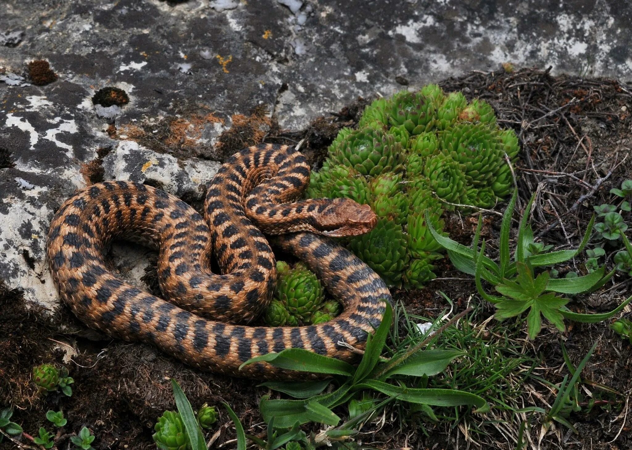 Фото гадюки. Гадюка армянская (Vipera xanthina). Асписовая гадюка. Гадюка Динника. Гадюка Дальневосточная.