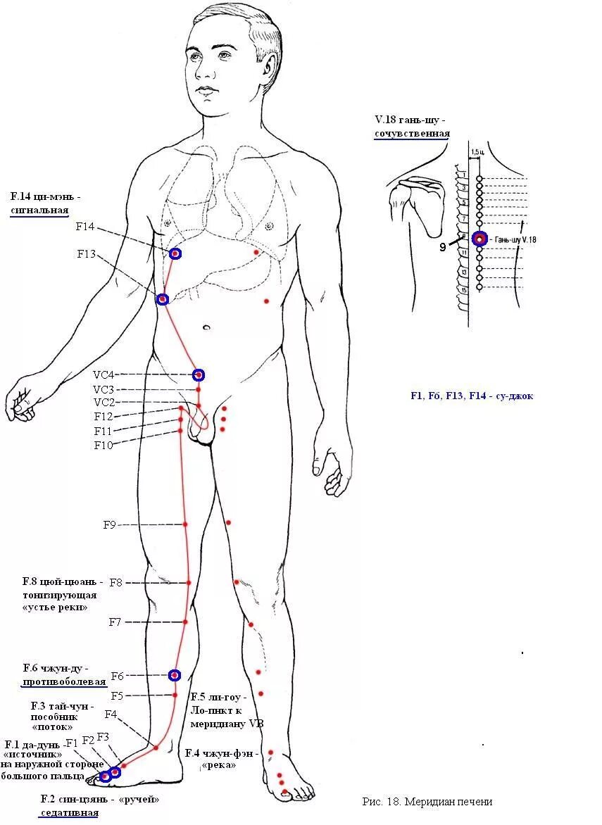 Меридианы человека китайская. Меридиан печени акупунктурные точки. Чжан-Мэнь-Меридиан печени. Меридиан почек в китайской медицине точки. Меридиан печени на теле человека.