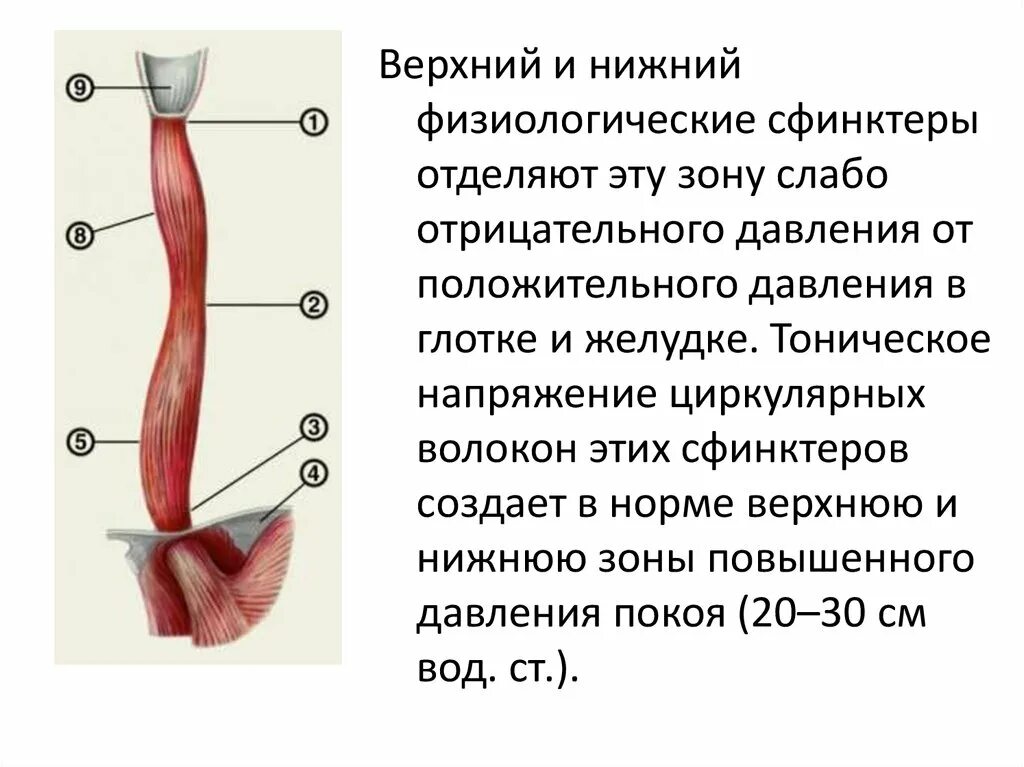 Пищевод не смыкается. Сфинктеры пищевода анатомия. Верхний и Нижний пищеводные сфинктеры. Верхний сфинктер пищевода.