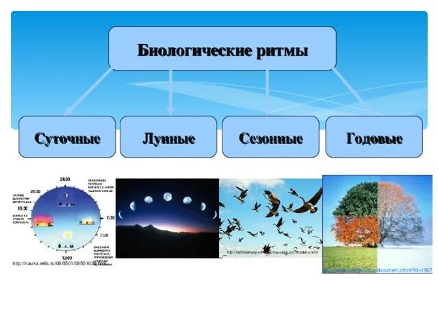 Биологические ритмы суточная и сезоннаые. Суточные и сезонные ритмы. Суточные и сезонные биоритмы. Суточные природные ритмы. Ритмы живой природы