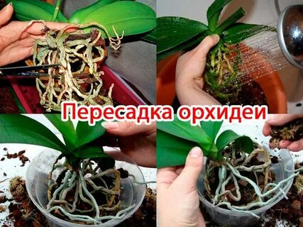 Орхидея в горшке уход пересадка