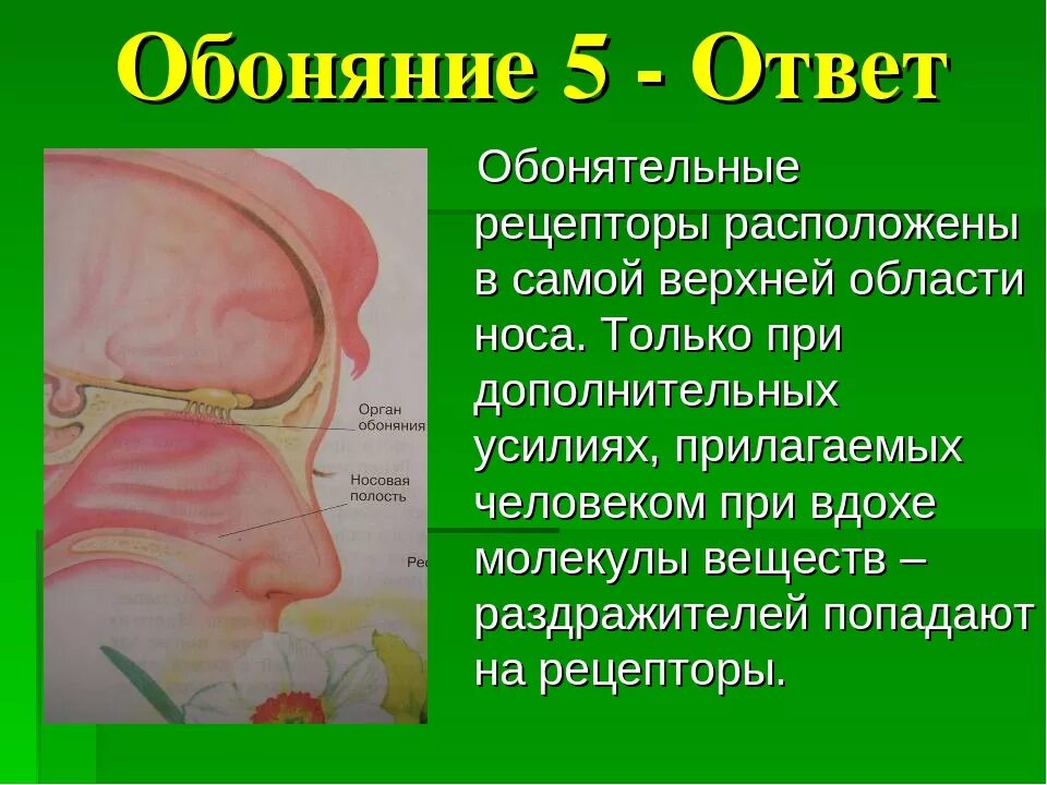 Ковид нюх. Рецепторы обоняния. Обонятельные рецепторы расположены в. Обонятельные рецепторы в носу. Рецепторы обоняния расположены.