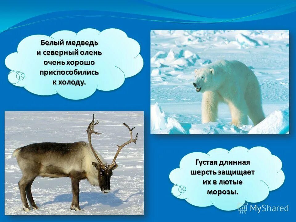 животный мир холодных районов. животные холодных районов земли. как животные приспособились в холодных районах. как животные приспособились в холодных районах. как животные приспосабливаются к холоду.
