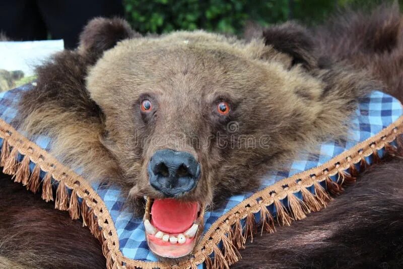 Какая голова у медведя. Чучело головы медведя. Голова медведя фото. Голова медведя стоковое изображение. Медвежья морда на подушку.