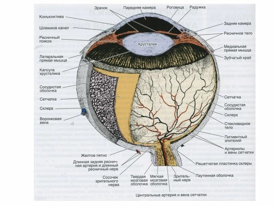 Оболочки сетчатки гистология. Радужка глаза анатомия. Решетчатая пластинка склеры. Роговица радужка гистология. Роговица образована