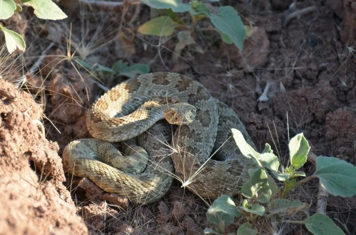 Гюрза змея. Ядовитые змеи пустыни. Rattlesnake ядовитые змеи. Змея живет в норе