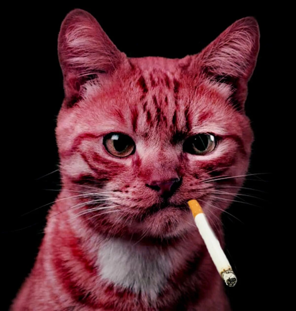 Курящий кот картинка. Курящий кот картинка