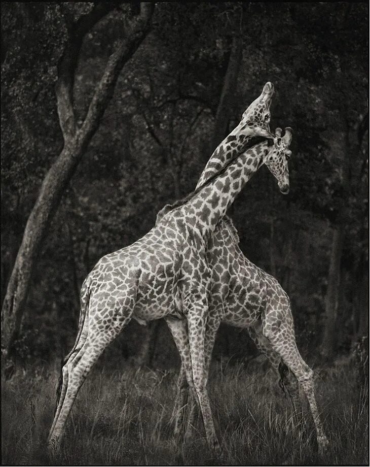 Какие животные черно белые. Ник брандт nick brandt. ник брандт фотограф. черно белые картины.