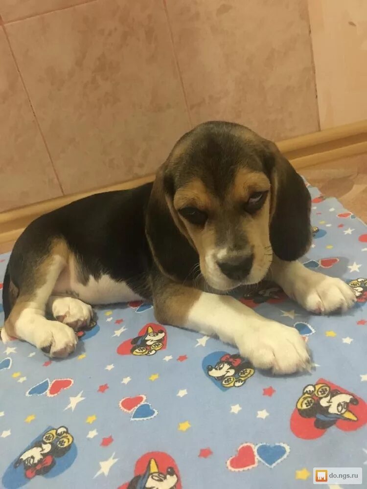 бигль 6 месяцев. бигль щенок 2 месяца. бигль щенок 1 месяц. бигль щенок месяц. щенок бигля 3 месяца.