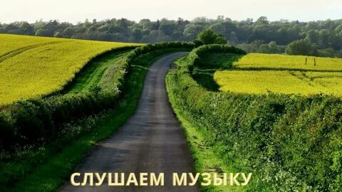 Травы вдоль дороги