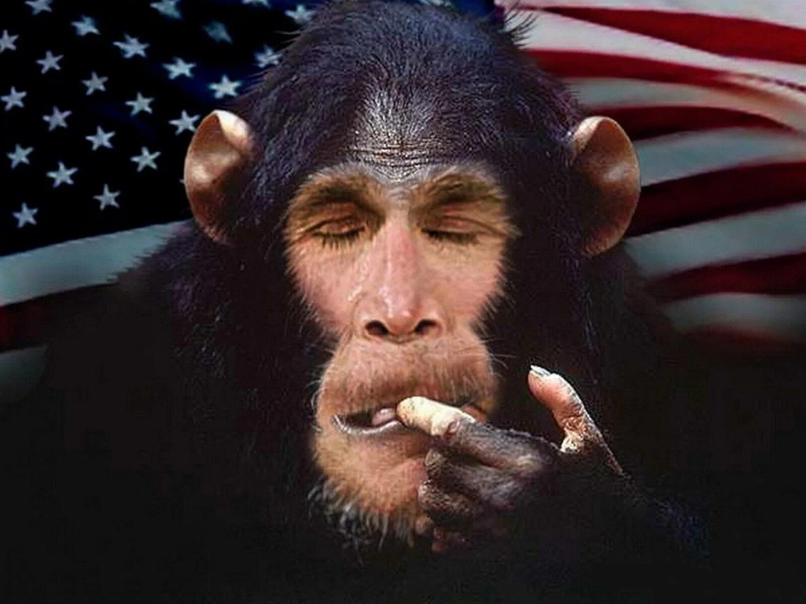 Глупая обезьяна. Политкорректность. Смешные обезьяны. Американская обезьяна.