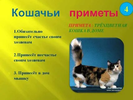 Что значит если пришел кот
