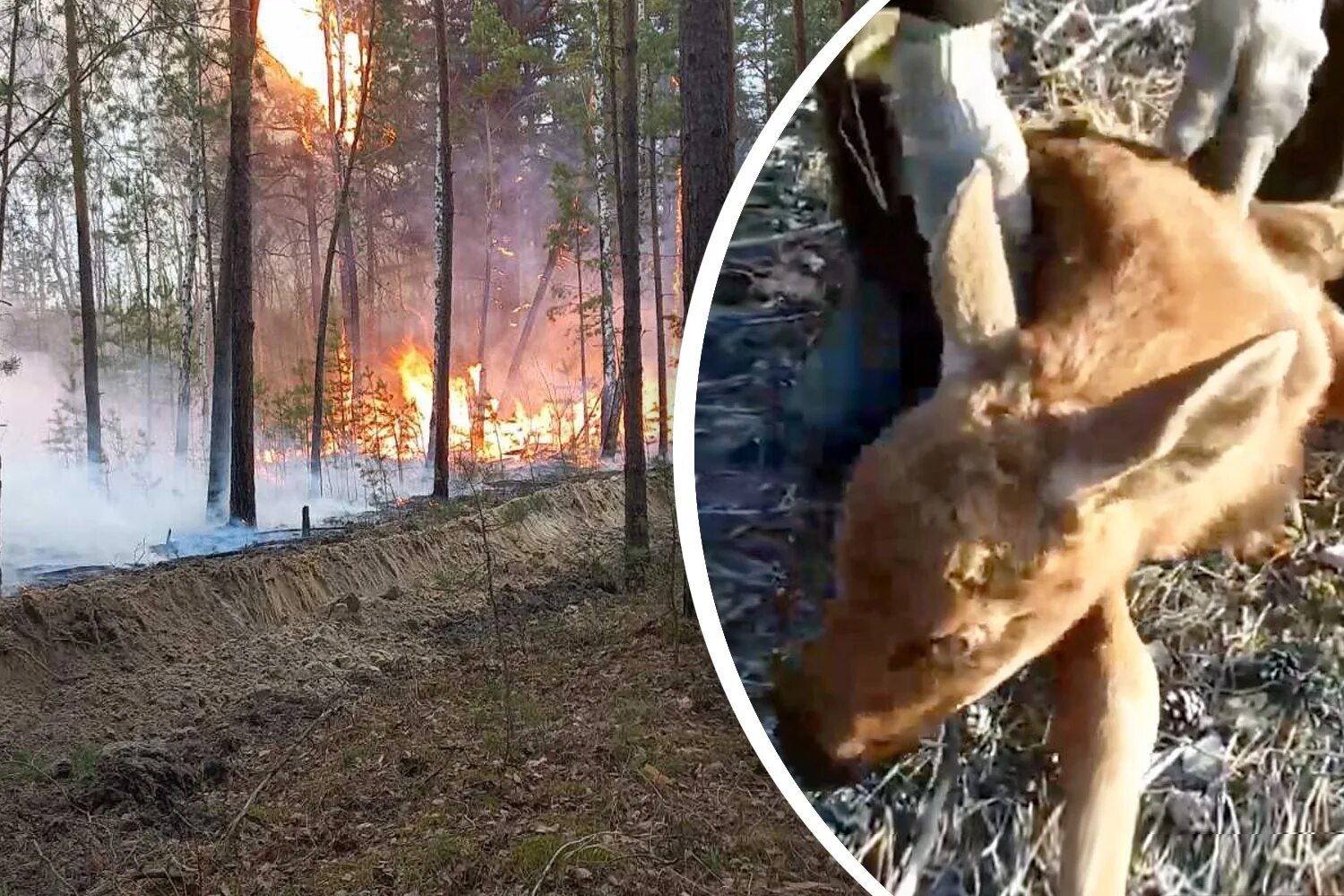 Лесные пожары гибель животных. Пожар Лесной животные в Сибири. Сгоревшие животные в Сибири.