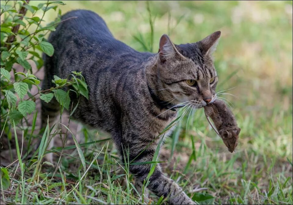 Кот добыча. Кошка охотится. Кот охотник. Охотничья кошка. Кошка охотница.