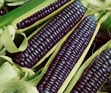 Фиолетовый цвет кукурузы