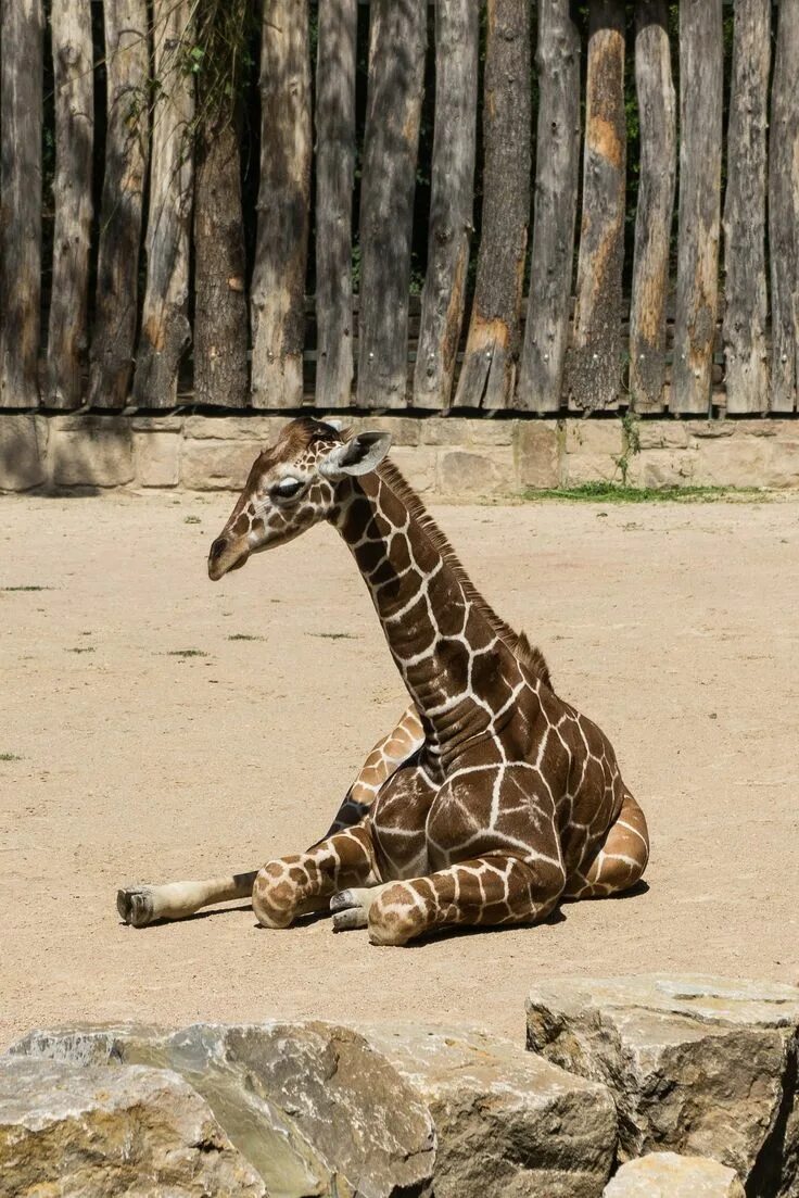 Animals rest