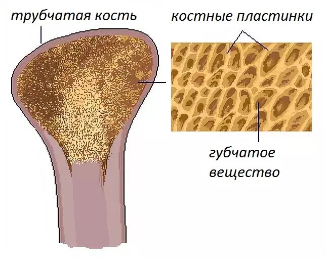 Как выглядит кость внутри Bones of the hand, wrist, and lower arm Stock Image C005/5978 Science Phot