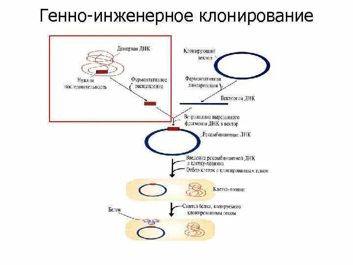 Установите последовательность этапов генной инженерии. Генная инженерия клонирование генов схема. генно-инженерная конструкция схема. схема получения генно инженерного интерферона этапы. этапы генной инженерии схема.