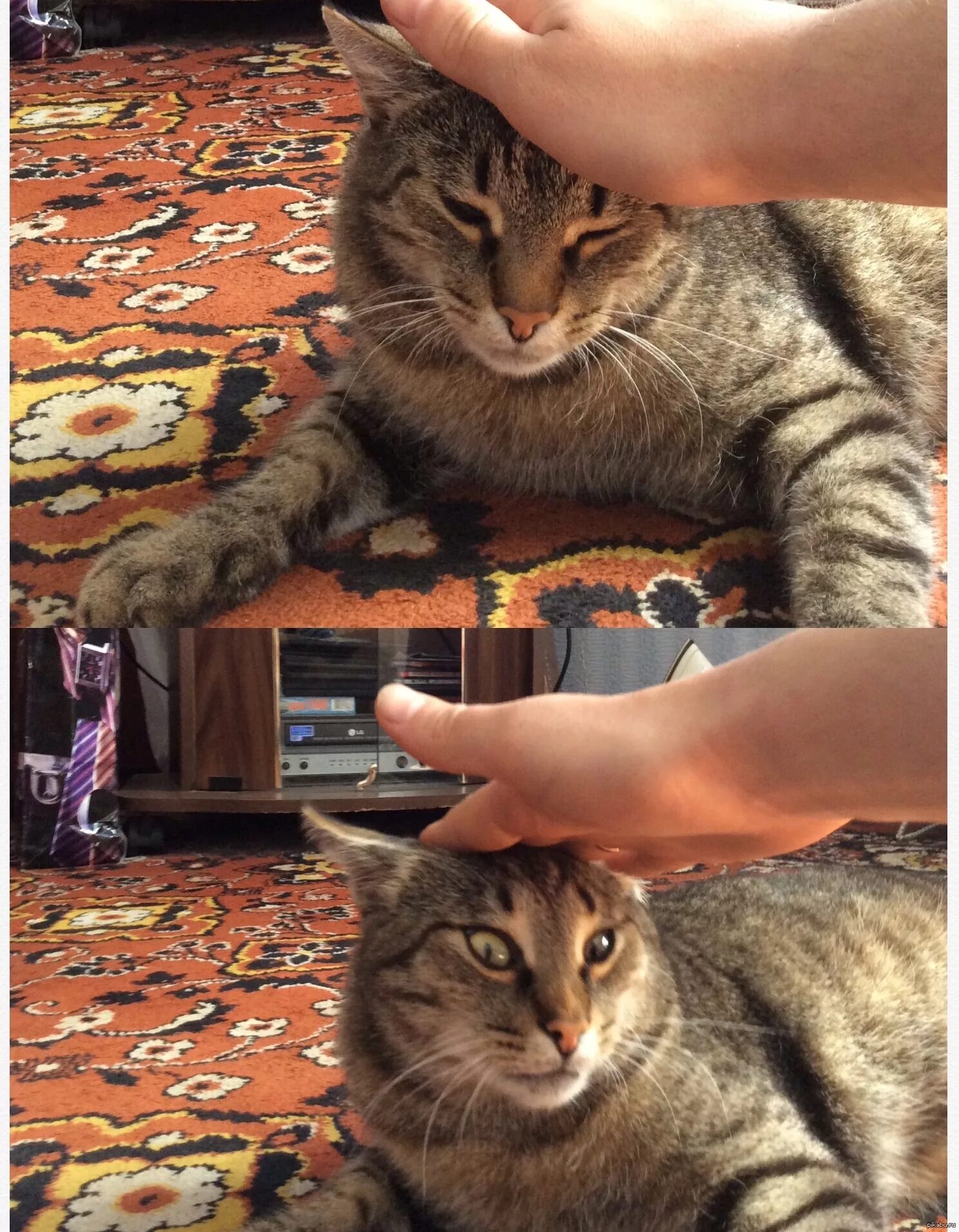 Мем гладить. Гладить кота. котика гладят. кота гладят мем. кот которого сильно гладят.
